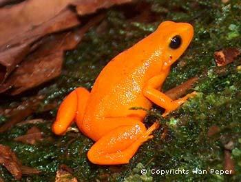 Mantella aurantiaca